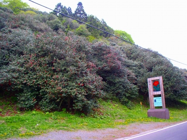 椿山