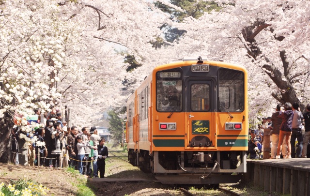 金木桜まつり